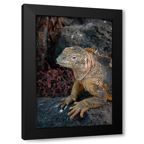 Yellow iguanas are found on six islands in the Galapagos. Color varies slightly by island. Black Modern Wood Framed Art Print by Sederquist, Betty