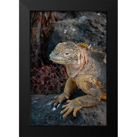 Yellow iguanas are found on six islands in the Galapagos. Color varies slightly by island. Black Modern Wood Framed Art Print by Sederquist, Betty
