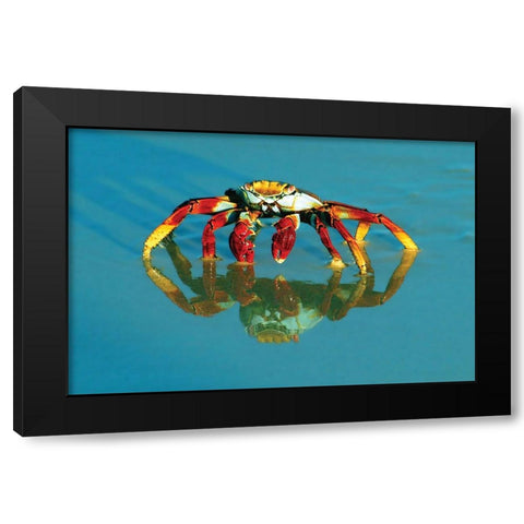 Full-frame of a sally-lightfoot crab with reflection. Black Modern Wood Framed Art Print by Muir, Janet
