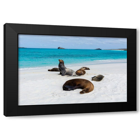 Galapagos Sea Lions-Zalophus californianus wollebaeki-Gardner Bay-Espanola Island-Galapagos islands Black Modern Wood Framed Art Print by Pitamitz, Sergio
