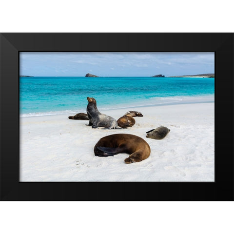 Galapagos Sea Lions-Zalophus californianus wollebaeki-Gardner Bay-Espanola Island-Galapagos islands Black Modern Wood Framed Art Print by Pitamitz, Sergio