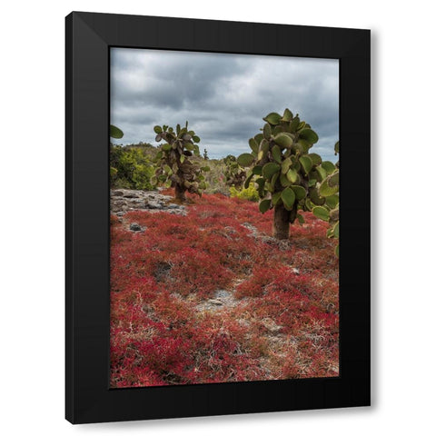 Sesuvium edmonstonei and cactus-South Plaza Island-Galapagos islands-Ecuador Black Modern Wood Framed Art Print by Pitamitz, Sergio