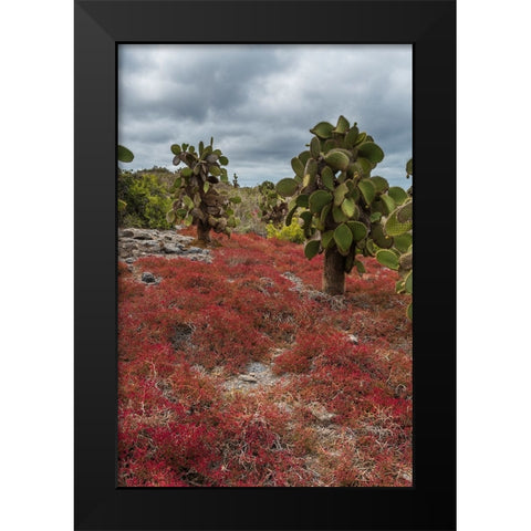 Sesuvium edmonstonei and cactus-South Plaza Island-Galapagos islands-Ecuador Black Modern Wood Framed Art Print by Pitamitz, Sergio