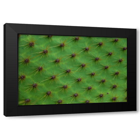 Close up of a cactus-South Plaza Island-Galapagos islands-Ecuador Black Modern Wood Framed Art Print by Pitamitz, Sergio