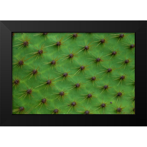 Close up of a cactus-South Plaza Island-Galapagos islands-Ecuador Black Modern Wood Framed Art Print by Pitamitz, Sergio