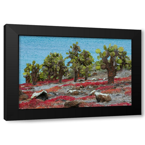 Sesuvium edmonstonei and cactus-South Plaza Island-Galapagos islands-Ecuador Black Modern Wood Framed Art Print by Pitamitz, Sergio