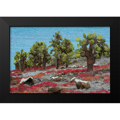 Sesuvium edmonstonei and cactus-South Plaza Island-Galapagos islands-Ecuador Black Modern Wood Framed Art Print by Pitamitz, Sergio