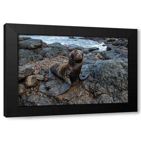 Galapagos Sea Lion-Zalophus californianus wollebaeki-South Plaza Island-Galapagos islands-Ecuador Black Modern Wood Framed Art Print by Pitamitz, Sergio