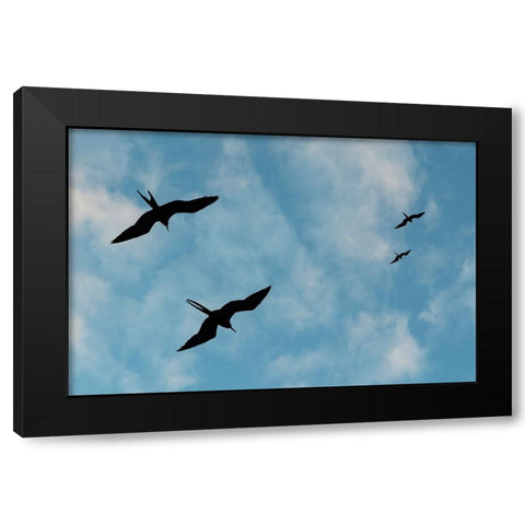 Great Frigate birds-Fregata minor ridgwayi-South Plaza Island-Galapagos islands-Ecuador Black Modern Wood Framed Art Print by Pitamitz, Sergio