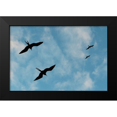 Great Frigate birds-Fregata minor ridgwayi-South Plaza Island-Galapagos islands-Ecuador Black Modern Wood Framed Art Print by Pitamitz, Sergio