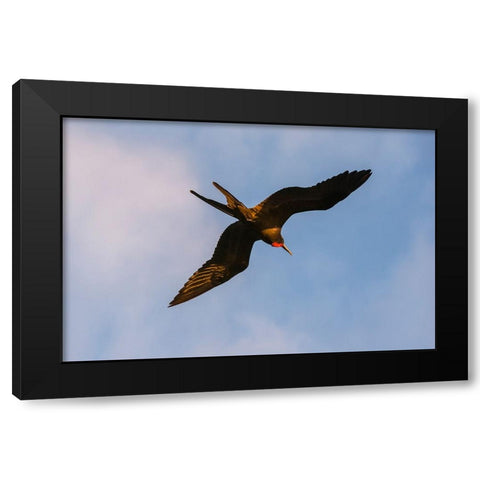 Great Frigate bird-Fregata minor ridgwayi-South Plaza Island-Galapagos islands-Ecuador Black Modern Wood Framed Art Print with Double Matting by Pitamitz, Sergio