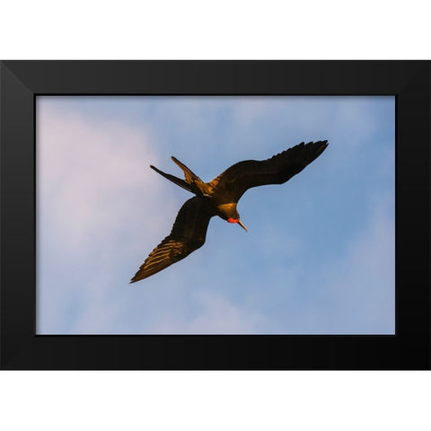 Great Frigate bird-Fregata minor ridgwayi-South Plaza Island-Galapagos islands-Ecuador Black Modern Wood Framed Art Print by Pitamitz, Sergio