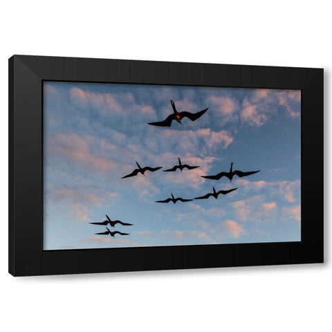 Great Frigate birds-Fregata minor ridgwayi-South Plaza Island-Galapagos islands-Ecuador Black Modern Wood Framed Art Print with Double Matting by Pitamitz, Sergio