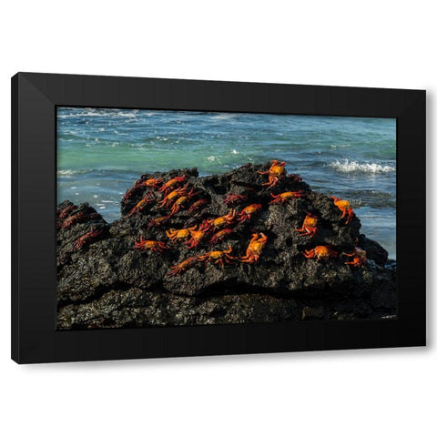 Sally Lightfoot Crab-Grapsus grapsus-Bachas beach-North Seymour island-Galapagos islands-Ecuador Black Modern Wood Framed Art Print by Pitamitz, Sergio