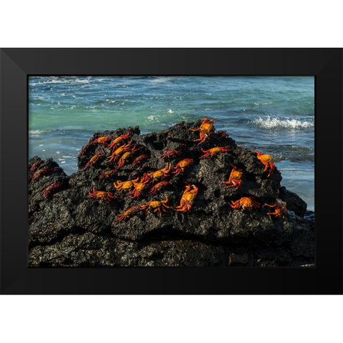 Sally Lightfoot Crab-Grapsus grapsus-Bachas beach-North Seymour island-Galapagos islands-Ecuador Black Modern Wood Framed Art Print by Pitamitz, Sergio