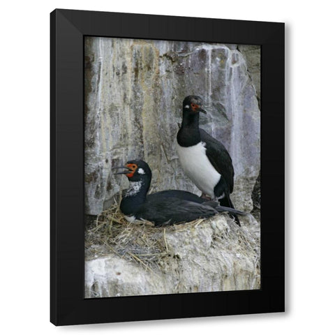 Bleaker Island Rock cormorant pair on nest Black Modern Wood Framed Art Print with Double Matting by Morris, Arthur