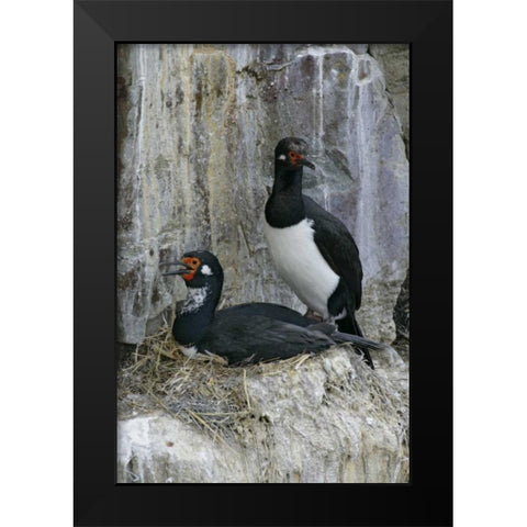 Bleaker Island Rock cormorant pair on nest Black Modern Wood Framed Art Print by Morris, Arthur