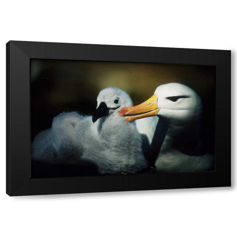 Falkland Islands Albatross parent grooming chick Black Modern Wood Framed Art Print by Williams, Joanne
