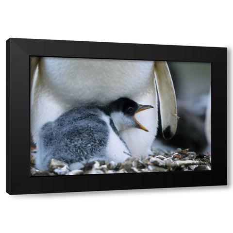 Falkland Islands Gentoo penguin chick Black Modern Wood Framed Art Print by Williams, Joanne