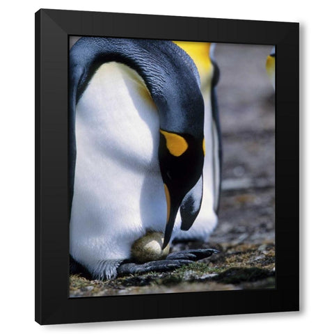 Falkland Islands King penguin tends single egg Black Modern Wood Framed Art Print by Williams, Joanne