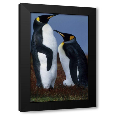 Falkland Islands King penguins stand in tundra Black Modern Wood Framed Art Print by Williams, Joanne