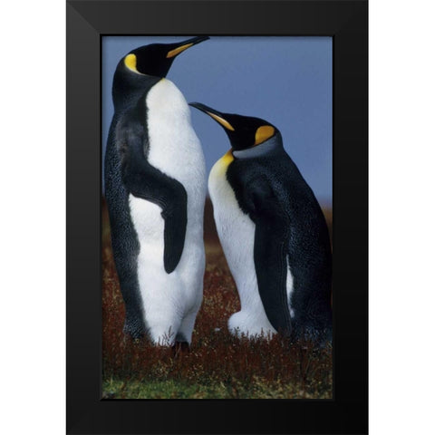 Falkland Islands King penguins stand in tundra Black Modern Wood Framed Art Print by Williams, Joanne