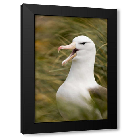 New Island Black-browed albatross guards nest Black Modern Wood Framed Art Print by Grall, Don