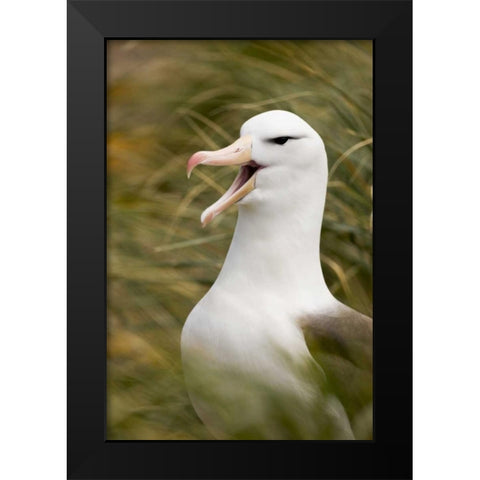 New Island Black-browed albatross guards nest Black Modern Wood Framed Art Print by Grall, Don