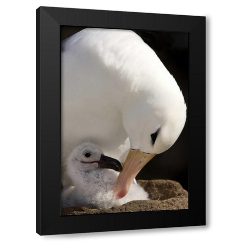 New Island Black-browed albatross preening chick Black Modern Wood Framed Art Print by Grall, Don