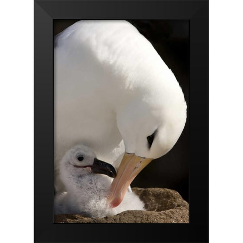 New Island Black-browed albatross preening chick Black Modern Wood Framed Art Print by Grall, Don