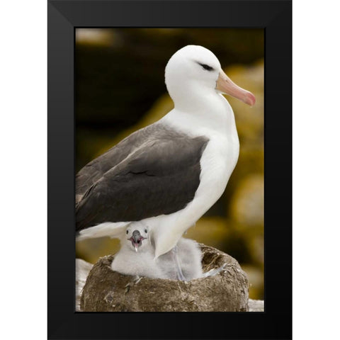New Island Black-browed albatross and chick Black Modern Wood Framed Art Print by Grall, Don