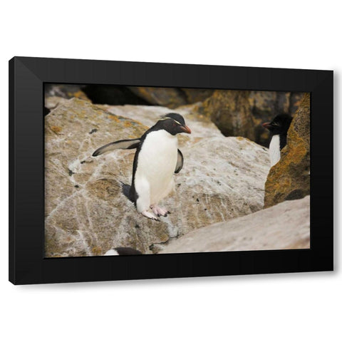New Island Rockhopper penguin in midair Black Modern Wood Framed Art Print with Double Matting by Grall, Don