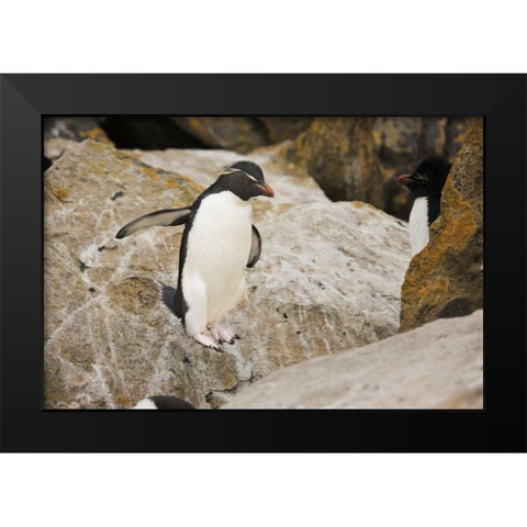 New Island Rockhopper penguin in midair Black Modern Wood Framed Art Print by Grall, Don