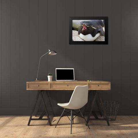 New Island Rockhopper penguin yawns on its nest Black Modern Wood Framed Art Print by Grall, Don