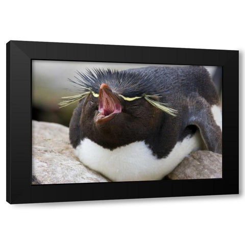 New Island Rockhopper penguin yawns on its nest Black Modern Wood Framed Art Print by Grall, Don