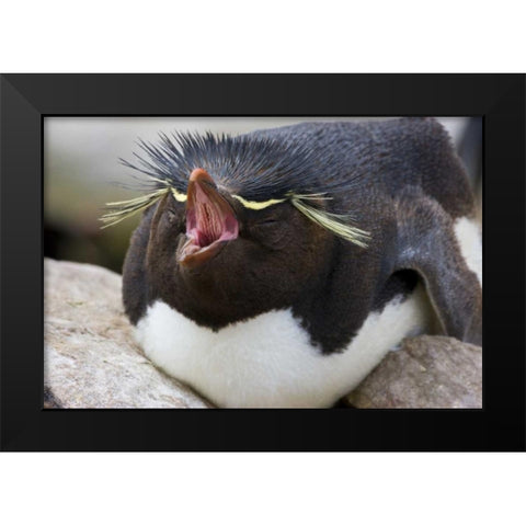 New Island Rockhopper penguin yawns on its nest Black Modern Wood Framed Art Print by Grall, Don