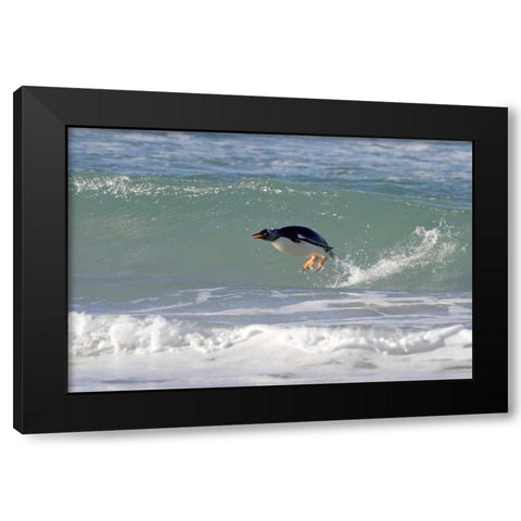 Saunders Island A gentoo penguin porpoising Black Modern Wood Framed Art Print by Anon, Josh