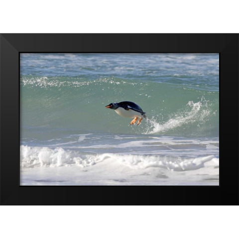 Saunders Island A gentoo penguin porpoising Black Modern Wood Framed Art Print by Anon, Josh