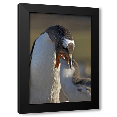 Saunders Island Gentoo penguin feeds its chick Black Modern Wood Framed Art Print by Anon, Josh