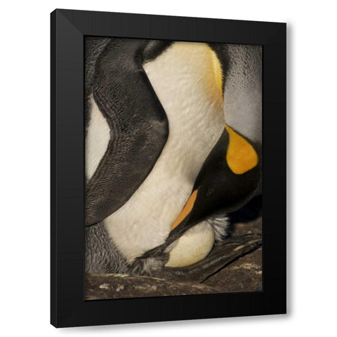 Saunders Island A king penguin with egg Black Modern Wood Framed Art Print with Double Matting by Anon, Josh
