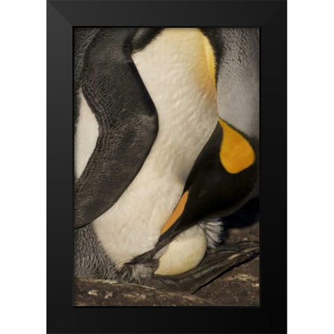 Saunders Island A king penguin with egg Black Modern Wood Framed Art Print by Anon, Josh