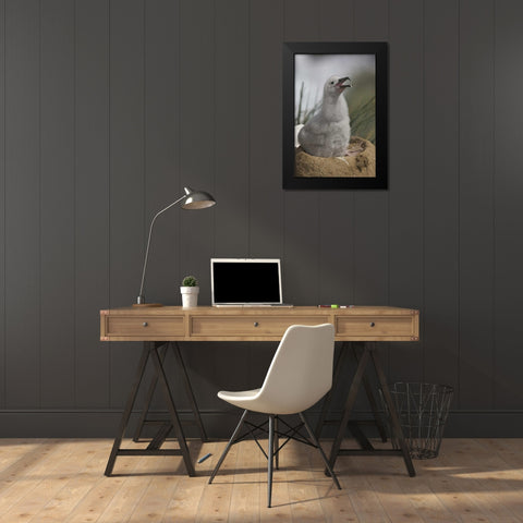 Saunders Island A juvenile albatross calling Black Modern Wood Framed Art Print by Anon, Josh