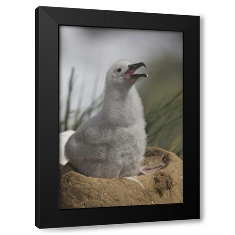 Saunders Island A juvenile albatross calling Black Modern Wood Framed Art Print with Double Matting by Anon, Josh