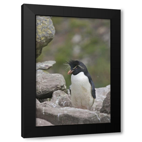West Point Island Rockhopper penguin in rookery Black Modern Wood Framed Art Print by Anon, Josh