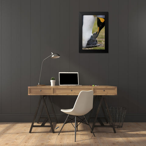 Volunteer Point King penguin nuzzles its baby Black Modern Wood Framed Art Print by Anon, Josh