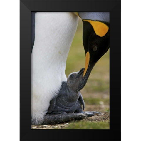 Volunteer Point King penguin nuzzles its baby Black Modern Wood Framed Art Print by Anon, Josh