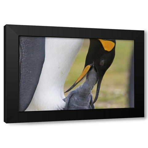 Volunteer Point A king penguin feeds its chick Black Modern Wood Framed Art Print with Double Matting by Anon, Josh