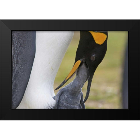 Volunteer Point A king penguin feeds its chick Black Modern Wood Framed Art Print by Anon, Josh