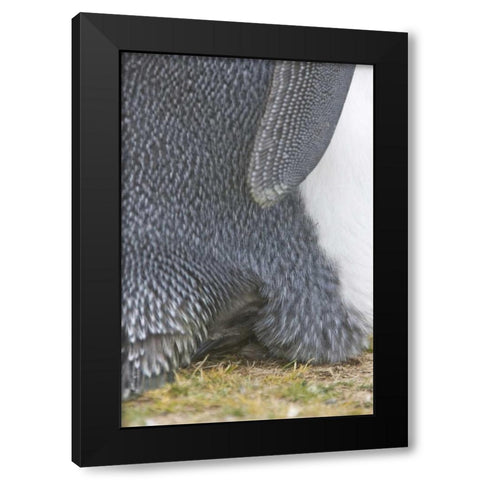 Volunteer Point King penguin chick under parent Black Modern Wood Framed Art Print by Anon, Josh