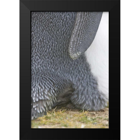 Volunteer Point King penguin chick under parent Black Modern Wood Framed Art Print by Anon, Josh